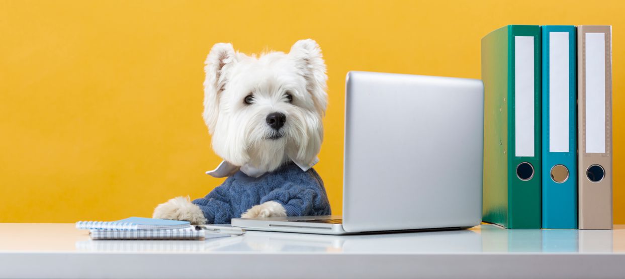 pet products business