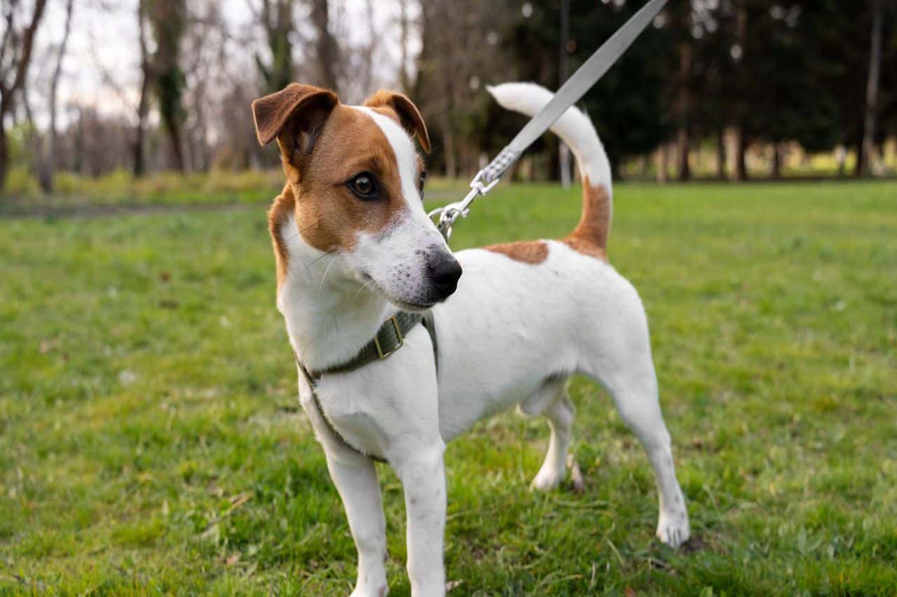 What leash should I choose for my dog - Dego Home Pet Products