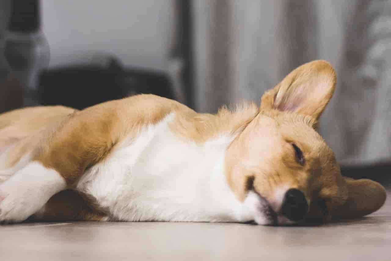 Which personality types is my dog