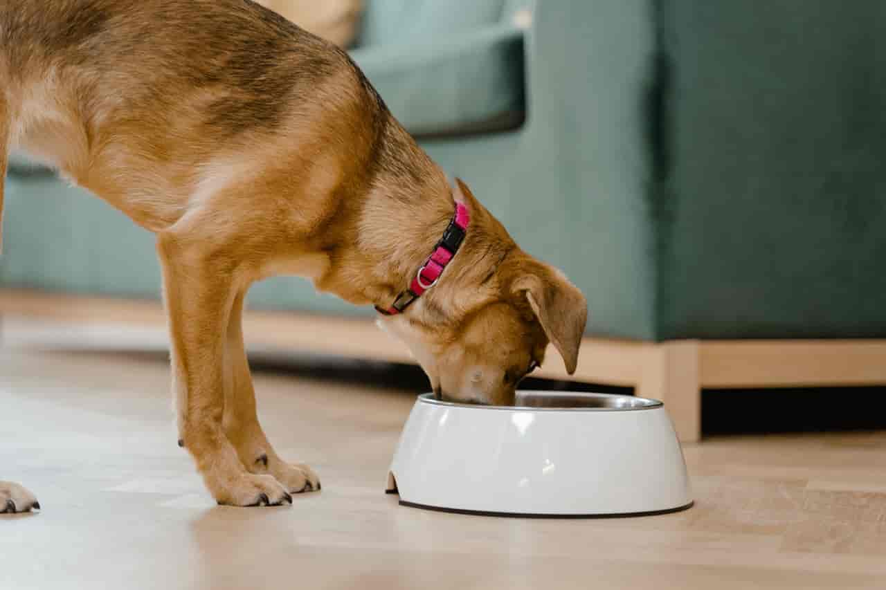 Why cleaning pet bowl is Neccessary - Dego Home Pet Products